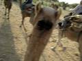 videos de Kamelenrace