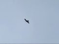 Peregrine Falcon