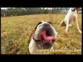 Vanessa Amorosi on Talk With The Animals