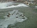 10 kleine Entchen schwimmen auf dem See....