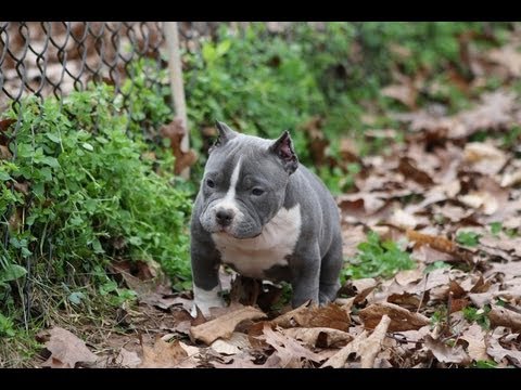 how to properly feed a puppy