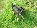 Щенки Русской Гончей Puppies Of The Russian Hound