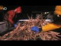 Deadliest Catch Season 5 Finale - Rabid Crab