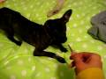 videos de daphne is scared of tweezers ...