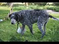 Moje zwierz?ta - My Animals