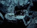 How scorpion locates its prey