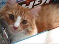 Catbook Movie: Catbook Movie: