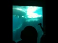 Polar Bear fight at Seawold San Diego