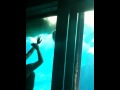 Polar Bear fight at Seawold San Diego