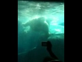 Polar Bear fight at Seawold San Diego