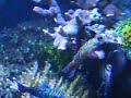 Mandarin goby courship dance