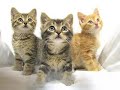 Fun Animals