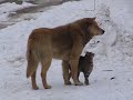 Romania cat dog love