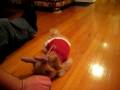 videos de Yogi in Christmas outfit