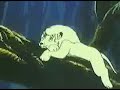 kimba  birth of cubs