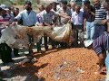 malatya oren kasabası akçadağ ve çevre  köyler kaysı mitingi