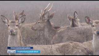 Пятнистых оленей прибавилось