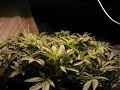 Cannabis timelapse Cannabis timelapse