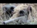 sniper training