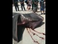 Shark washed up on long island beach July 14, 2009