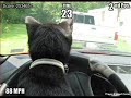 Very Funny Cats