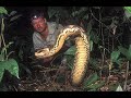 The Biggest Snakes in the World,Man-Eaters The Biggest Snakes in the World,Man-Eaters