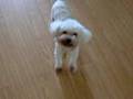 videos de Paisley the Bichon Frise and Glowy Listen to Nut 