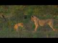 Lions and tree at play