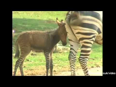 0 photo 0 Rare Donkey Zebra Hybrid Born in China picture