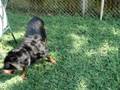 Rottie Water Sport
