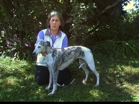 how to measure dog for coat