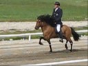 A first price stallion Hnokki frá fellskoti. LM 2008