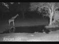 Giraffe at Elephant Plains (limping?)