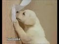 El perro y su dueño