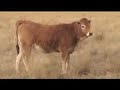 Aubrac cattle