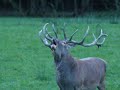 Br�me du cerf 2008