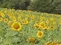 Sunflowers in Umbria