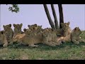 George Adamson_0001.wmv