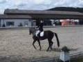 videos de Bellini Trakehner Wallach von Buddenbrock