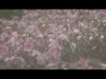 Click here to watch this video 埼玉のまちへ 信長 「天下統一プロジェクト第一弾」