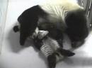 Mei Lan & Lun Lun=Love, 1-09-07