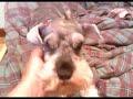 Thor recien levantado de la siesta