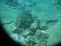 Sea Turtle in Puna, Big Island, Hawaii