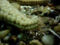 As Estrelas-do-mar não nadam, estes equinodermes deslocam-se tacteando o fundo com os pés ambulacrários e, se encontrarem alimento (moluscos bivalves, ouriços, outras estrelas menores...), tanto melhor, digerem-no expulsando o estômago que está no centro da face ventral do corpo... parece divertido, não? -filmado na Estação Litoral da Aguda-VNGaia 