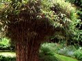 Lustoordtuinen 1: de mijmertuin