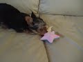nicoli - yorkshire terrier