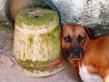BRUTTUS E EU - Hist�ria de um C�o Capeta.