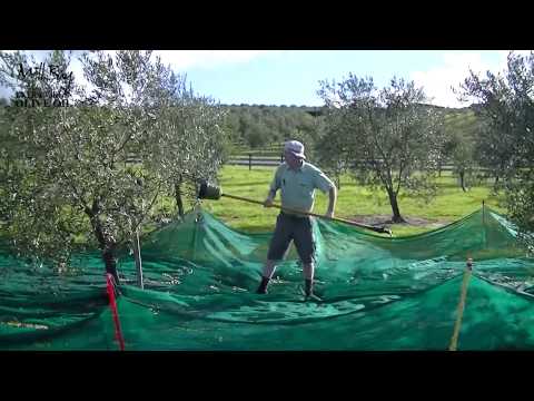 how to cure olives nz