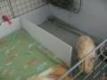 Guinea Pig C&C Cage 2x5 with Kitchen Area