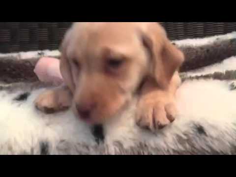 Playful, happy yellow lab female